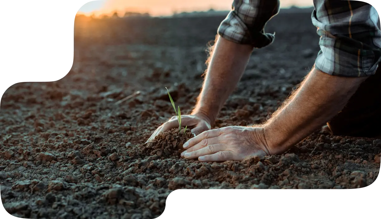 A farmer plants sprouts by hand in traditional agriculture